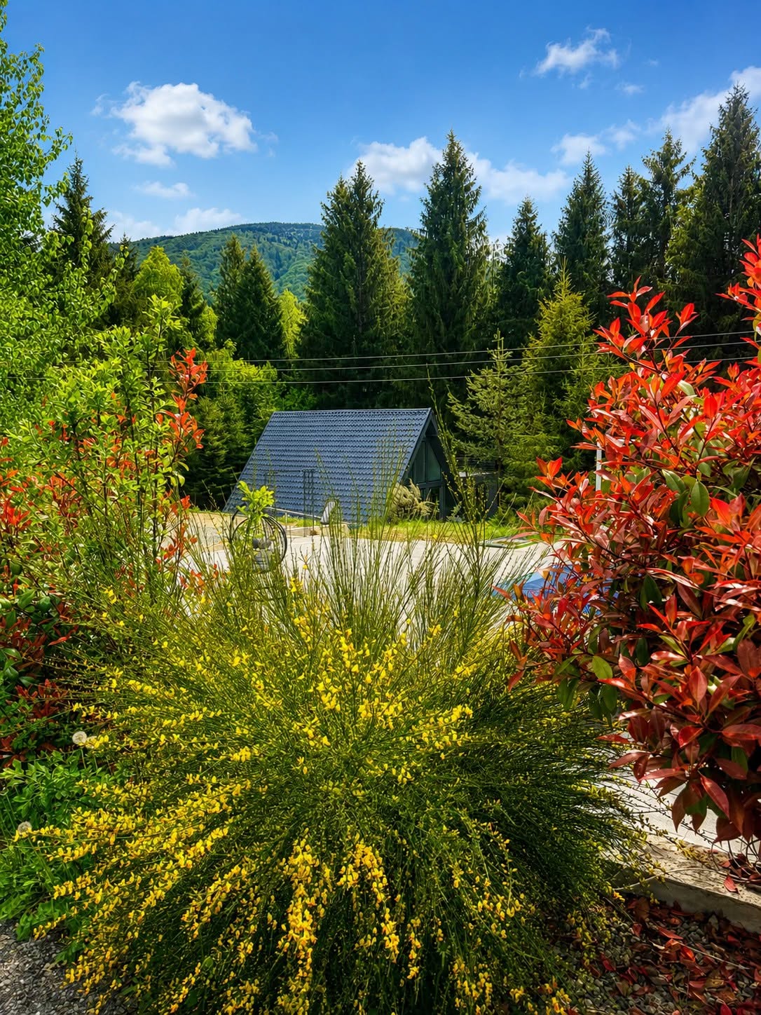 Pine Hill 2 — imagine 5
